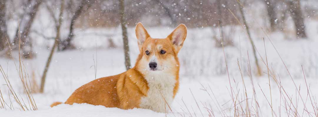 How Cold Is Too Cold For Dogs