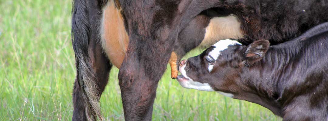 Newborn Calves Importance of Colostrum