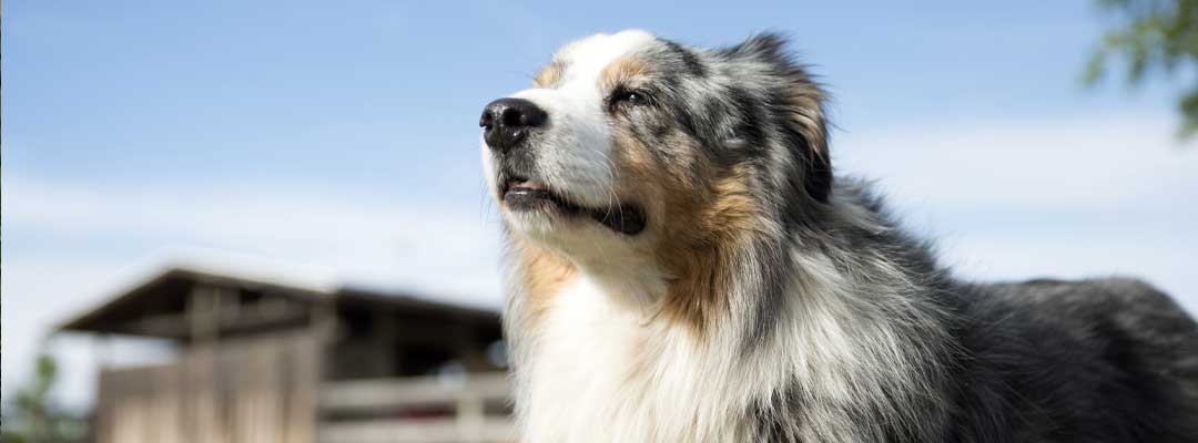 Keeping Farm Dogs Healthy