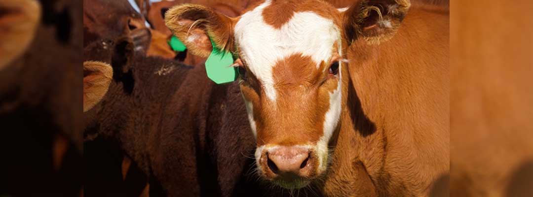 Livestock Scales Livestock Scales