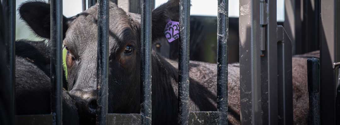 Low Stress Cattle Handling