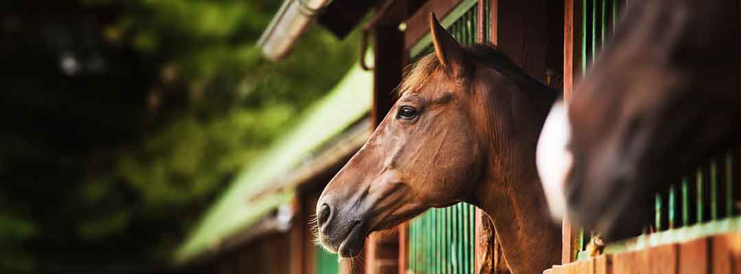 Maintain Your Horse's Safety This Fourth of July