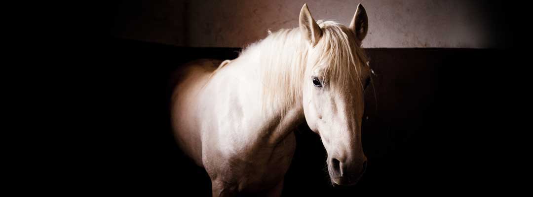 Managing a Mood Mare Managing a Moody Mare