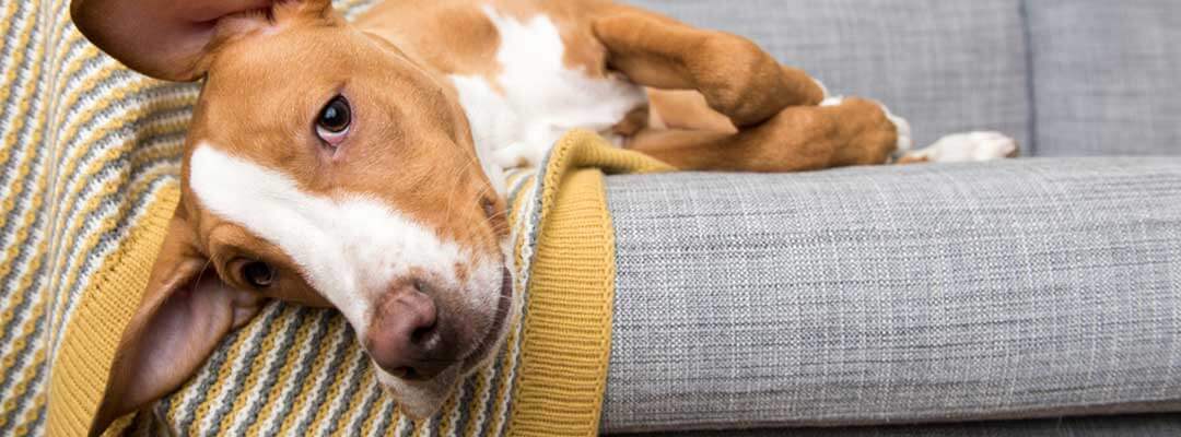New Dog Owner Checklist New Dog Owner Checklist
