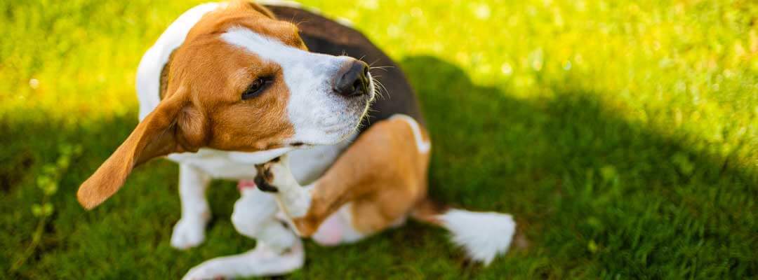 Dog Allergies Dog Allergies