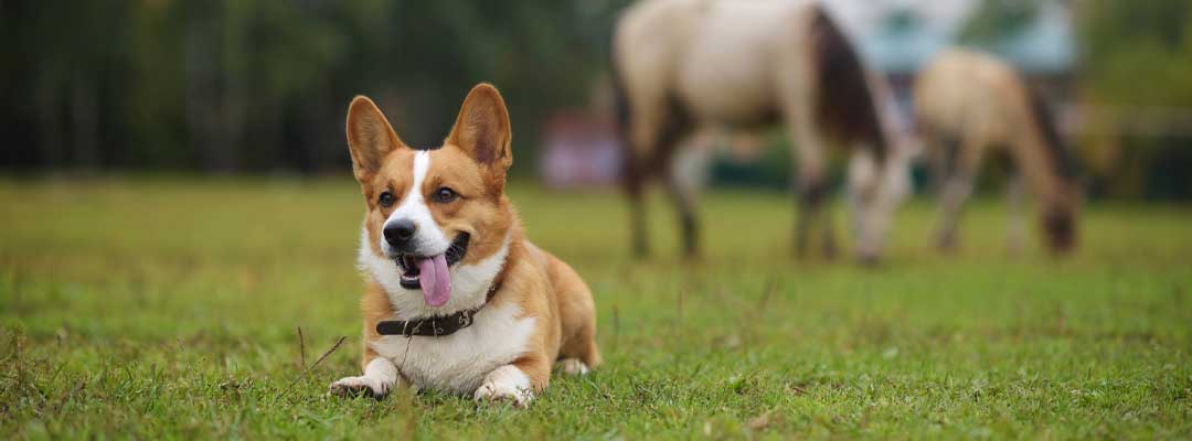 Keeping Dogs Safe Around Horses