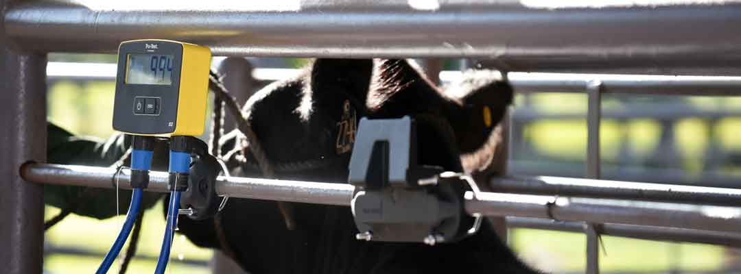 Livestock Scales
