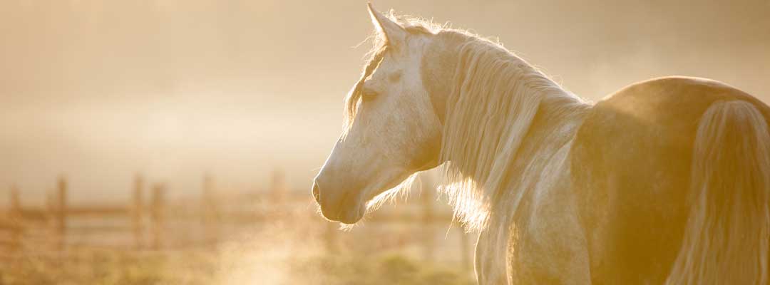 PPID Understanding the Equine Diseas