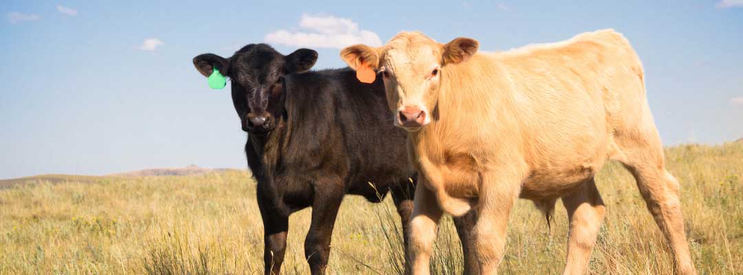 Prepare Calves for Fall Markets