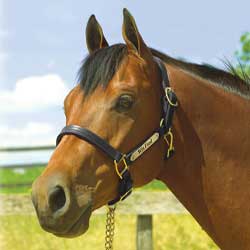 Premium Leather Halter Premium Leather Halter