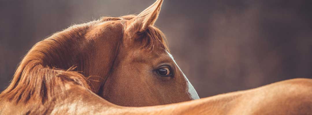Risk Signs of Ulcers in Horses