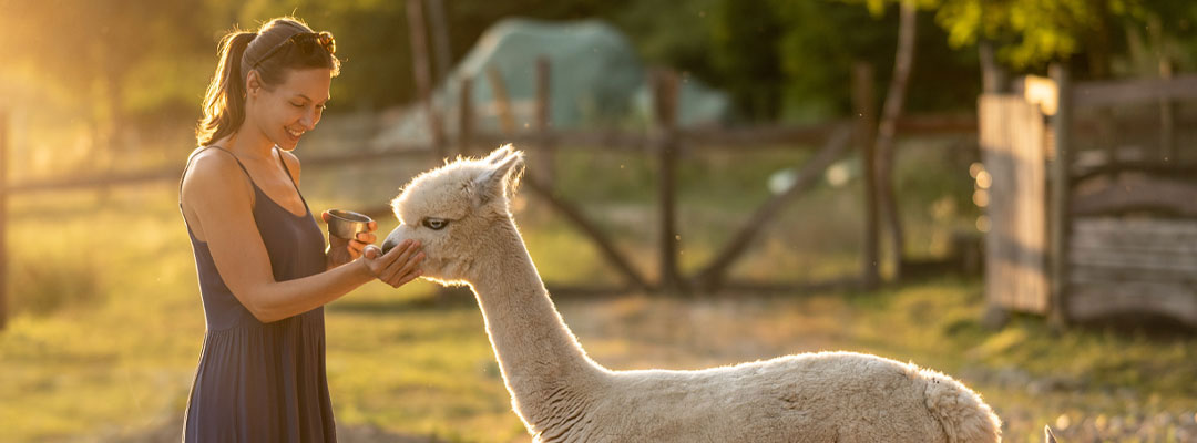 Promoting Healthy Camelids with Stillwater Minerals Promoting Healthy Camelids with Stillwater Minerals