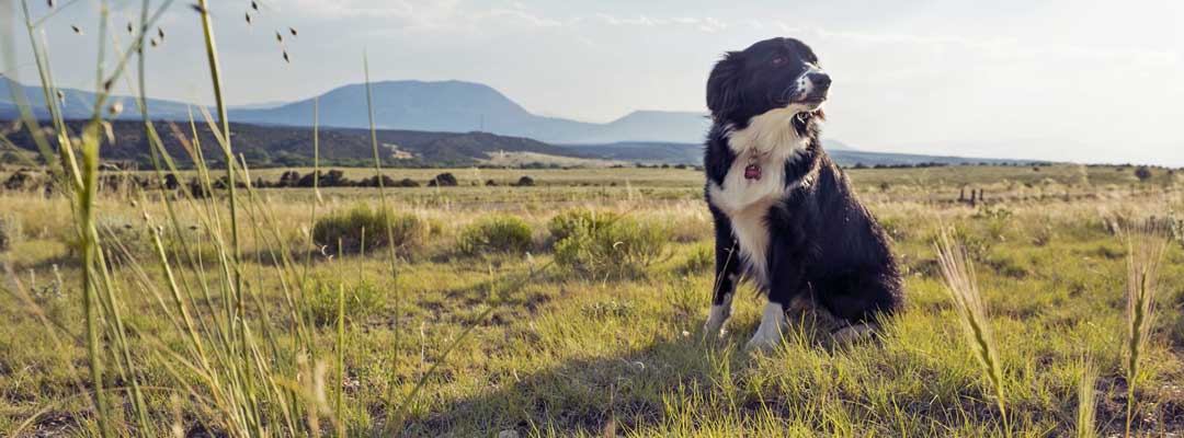 Protect Your Cattle Dog from Lyme Disease