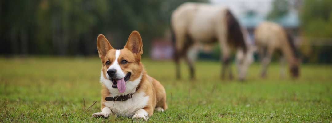 Protect Your Dog Against Lyme Disease