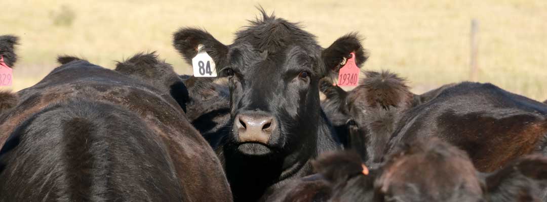 Cattle Ear Tags