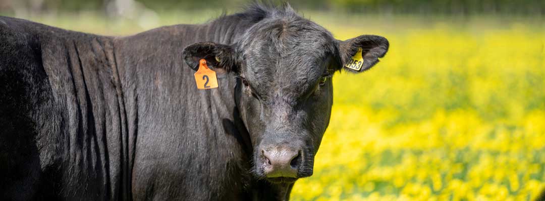 QA Trichomoniasis in Cattle QA Trichomoniasis in Cattle