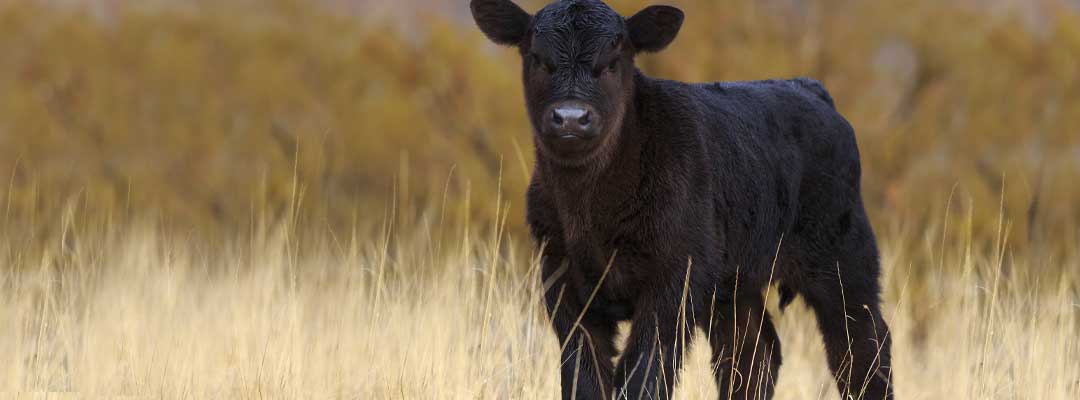 Black Calf