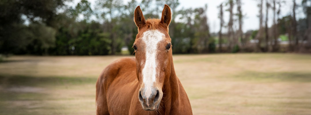 Senior Horse Care: Maintain Weight & Energy Senior Horse Care