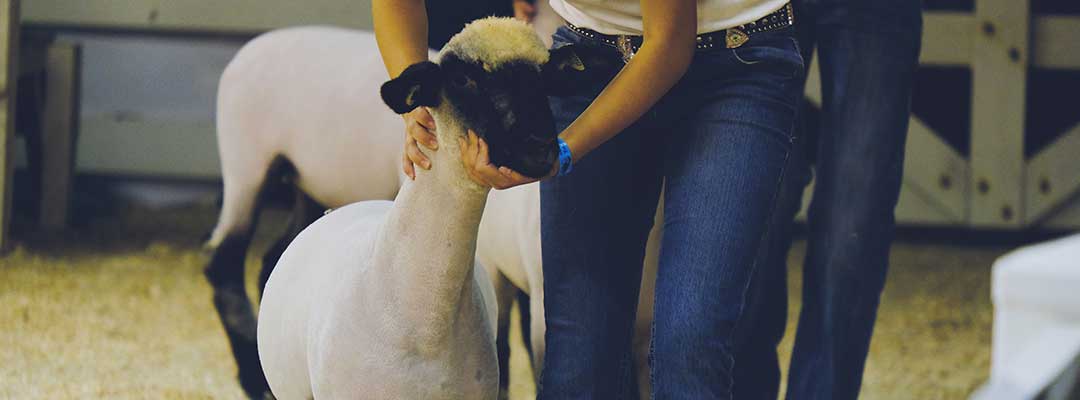 Sheep Showing Sheep Showing