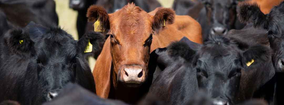 Cattle Injectable Wormer Calculator