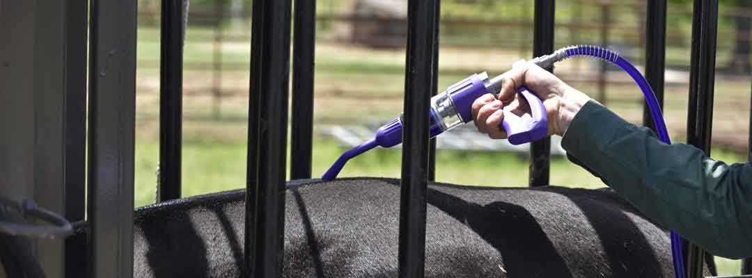 Cattle Pour-on Wormer Calculator