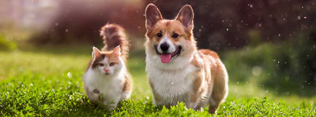Tick Control for Dogs and Cats