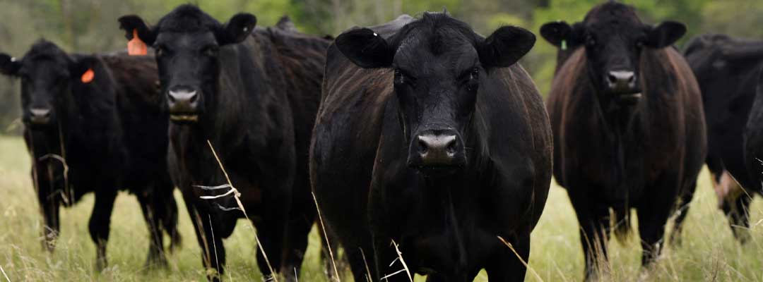 Ticks on Cattle