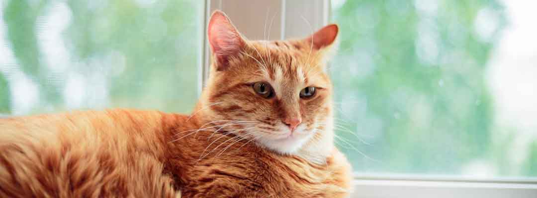 Worming Your Kitten Worming Your Kitten