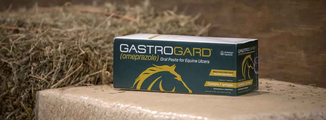 Treating Equine Ulcers Using GastroGard
