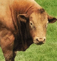 trichomoniasis in cattle