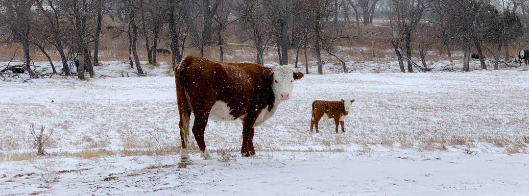 Weak Calf Syndrome