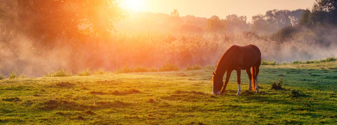 West Nile Horse Vaccine Chart