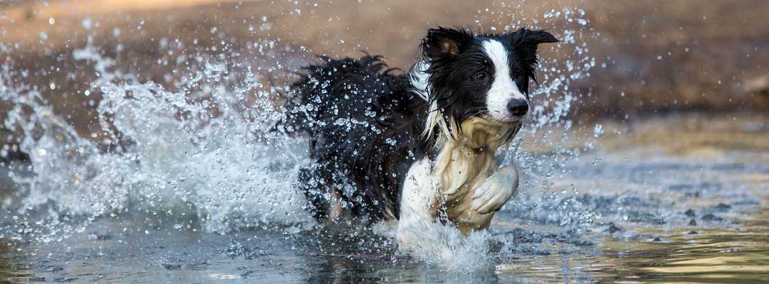 Leptospirosis in Dogs