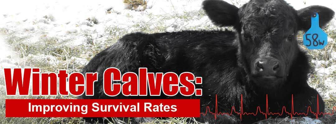 Winter Calves Winter Calves