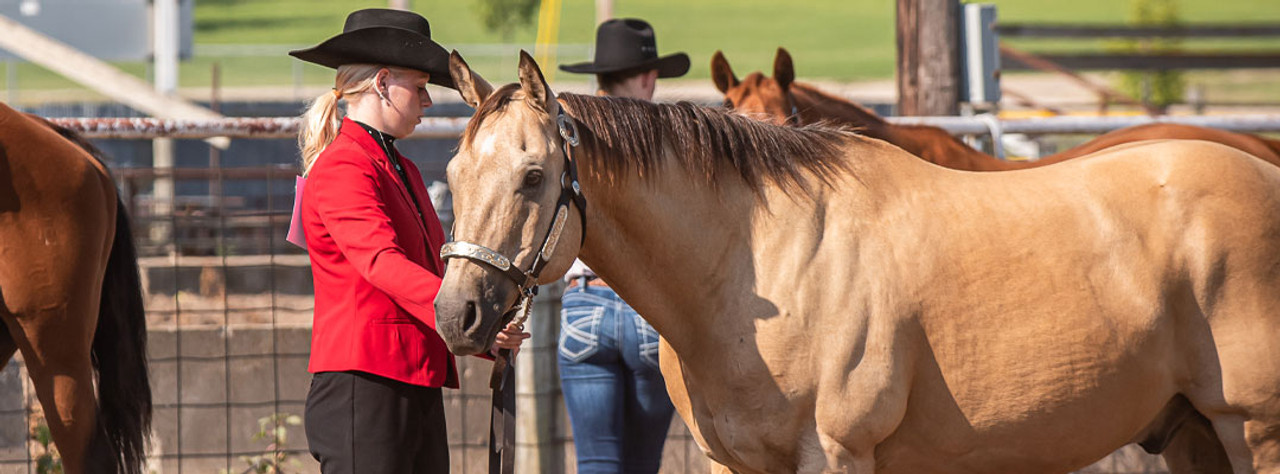 6 Must Haves For Your Next Horse Show 6 Must Haves For Your Next Horse Show