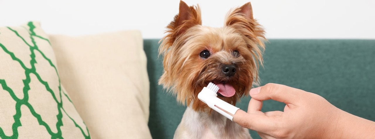 All Smiles for Pet Dental Health