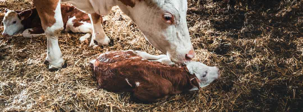 Be Prepared to Assist with Calving Be Prepared to Assist with Calving