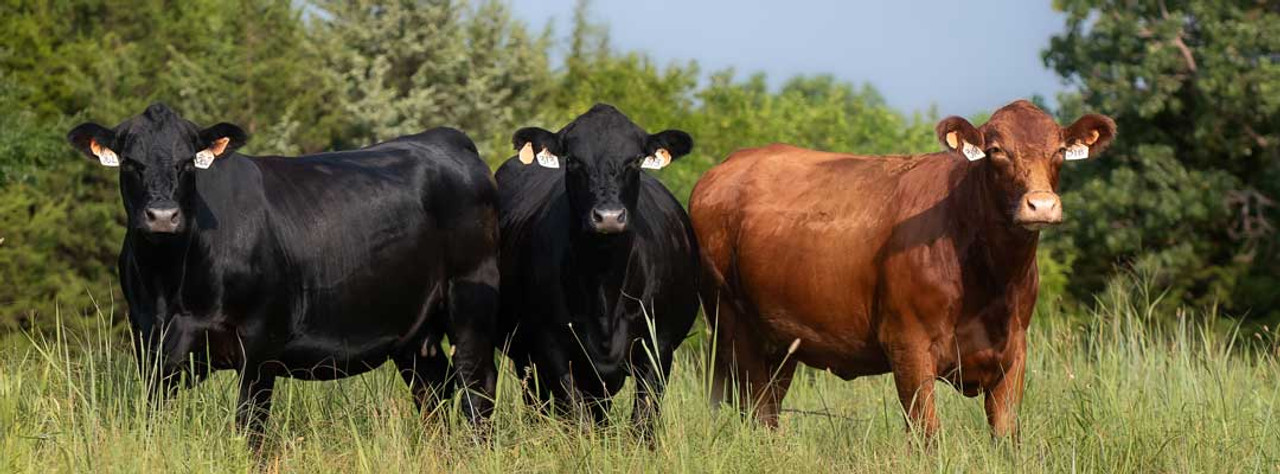 Celebrating Mothers Day and May Beef Month