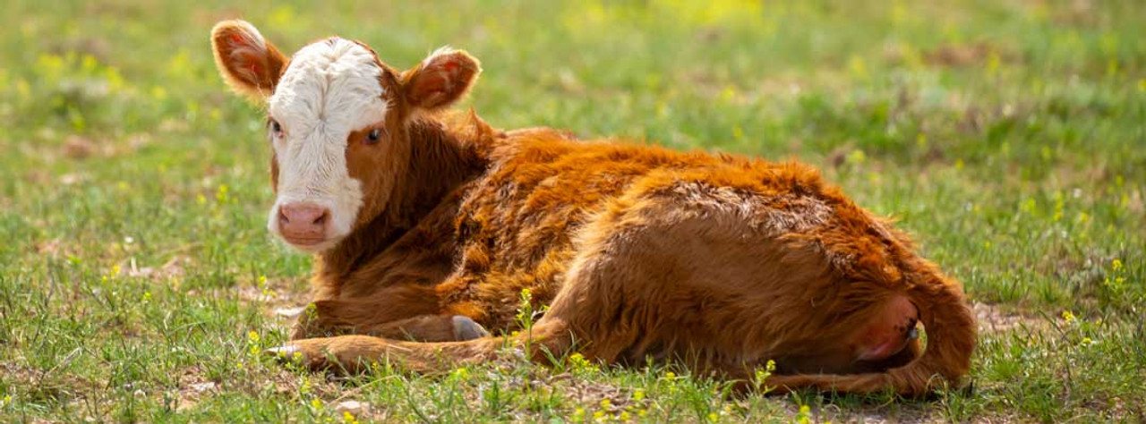 Eliminating Scours Outbreaks