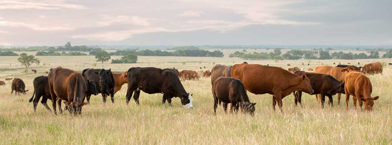 Guidelines for Applying Patriot and Commando Insecticide Ear Tags