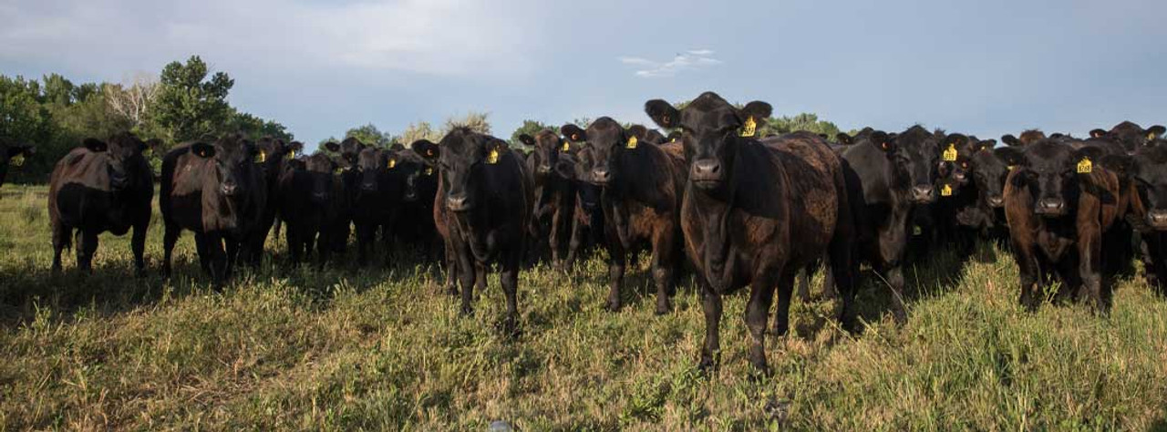 How to Boost Ranch Profits with Cattle Ear Tags