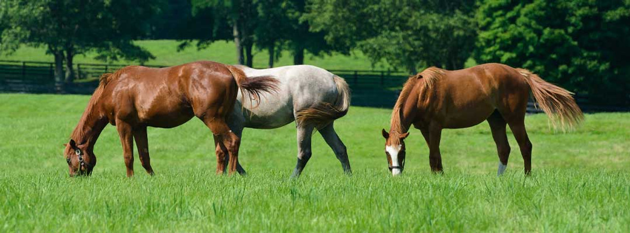 Pasture Management within an Effective Parasite Control Program