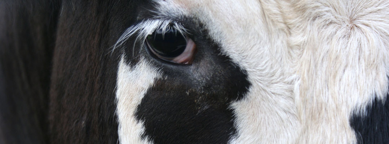Pinkeye Avoid an Outbreak