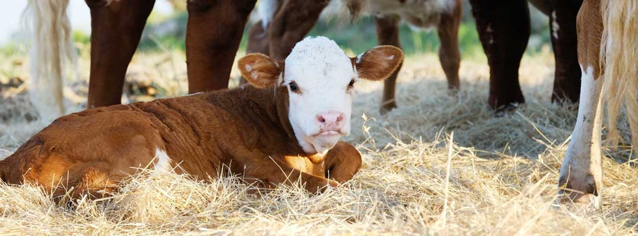 Preventing Calf Scours