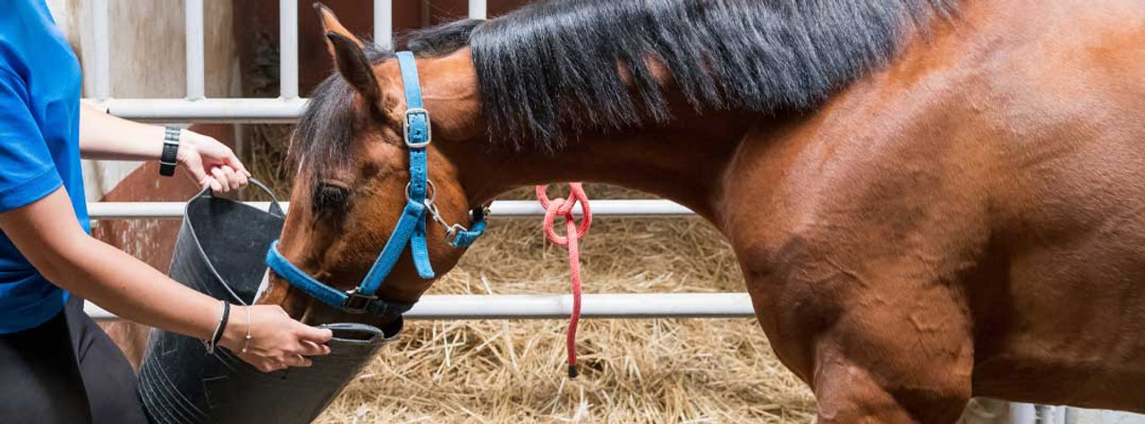 10 Facts About Equine West Nile Virus West Nile Virus Facts