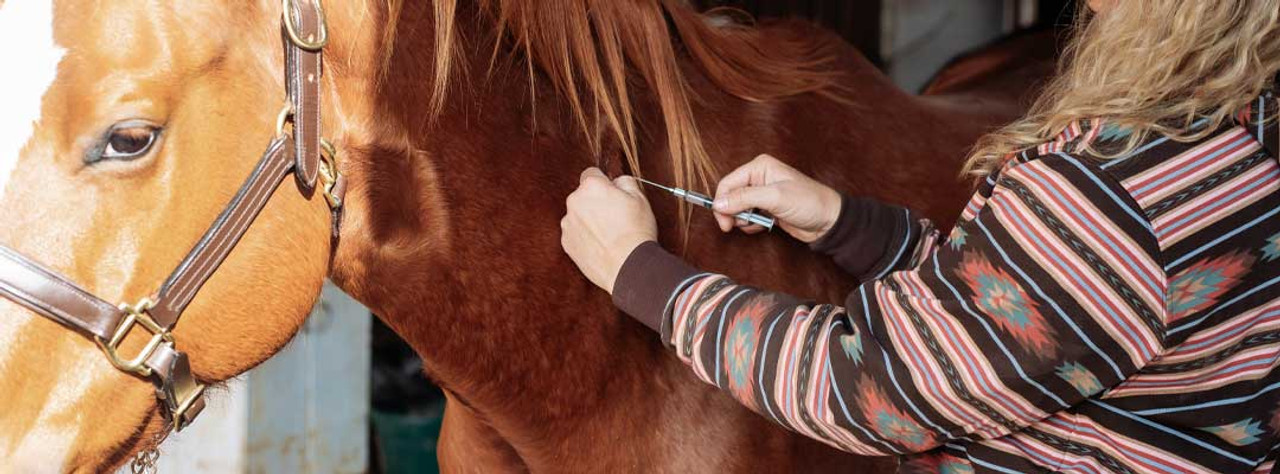Vaccination Schedule for Horses