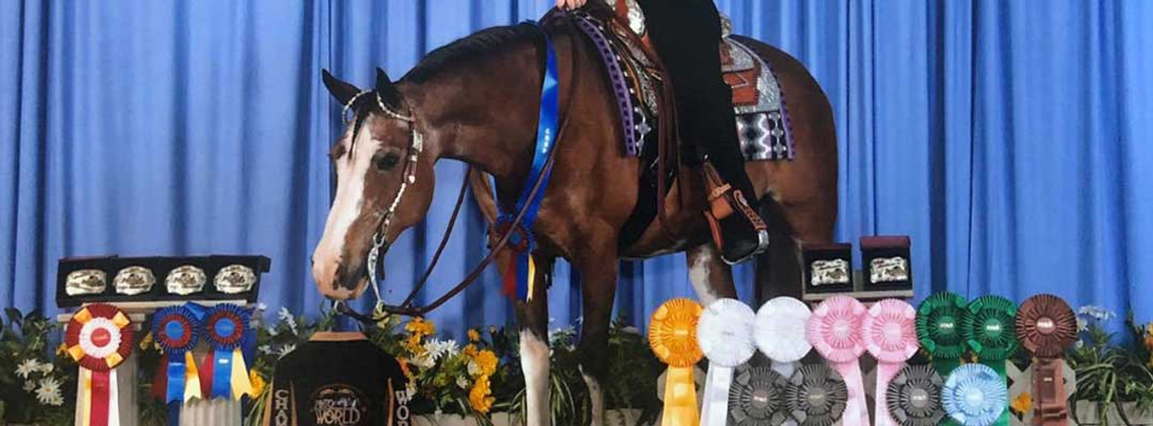 Senior Show Horse