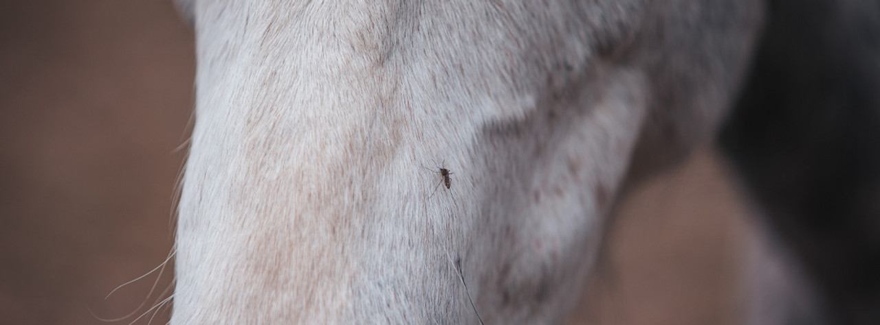 West Nile Horse Vaccine Comparison Chart