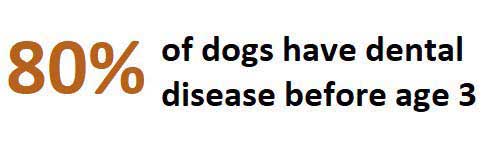 Dog Dental Diseases