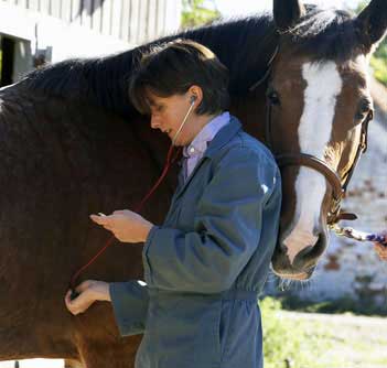 Assessing Horse Vital Signs